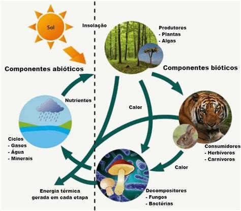 Em Um Ecossistema Uma Planta Atua Como Um - Ecossistema - O que é, Tipos, classificação, exemplos e resumo