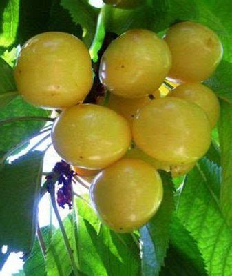 Черешня Рондо: описание, посадка и уход, отзывы + фото