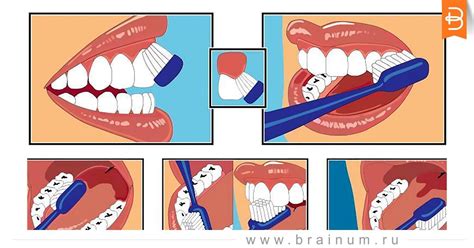 Картинки как правильно чистить зубы картинки для детей