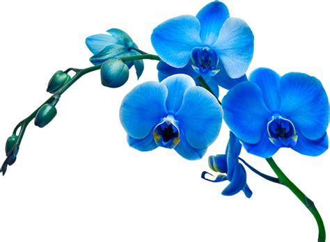 Orchids Painting Flower Drawing Blue Orchid