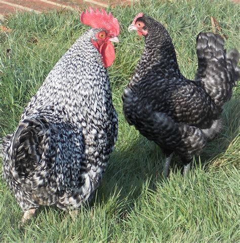 cuckoo maran bantam    small hobby chicken breeder based