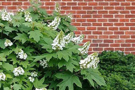 Guía completa sobre cuándo podar las hortensias en Galicia consejos y