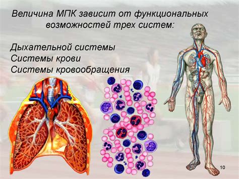 Физиология дыхания - презентация онлайн
