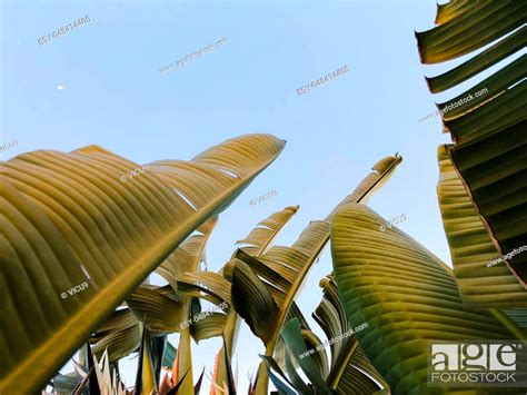 Tropical Palm Tree Abstract Palm Texture For Nature Background Stock