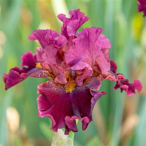 Buy Obsessed Bearded Iris Iris Bulbs And Rhizomes Brecks Brecks