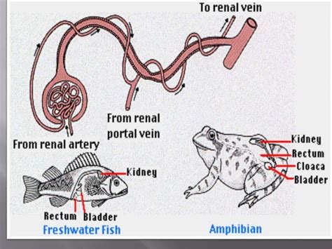 Osmoregulatory Functions Of Vertebrate Kidney