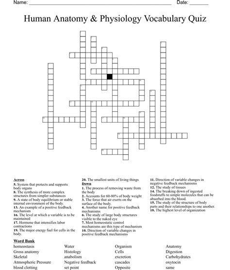 Human Anatomy Physiology Vocabulary Quiz Crossword Wordmint