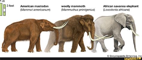 Tm 3 Feet American Mastodon Mammut Americanum Woolly Mammoth