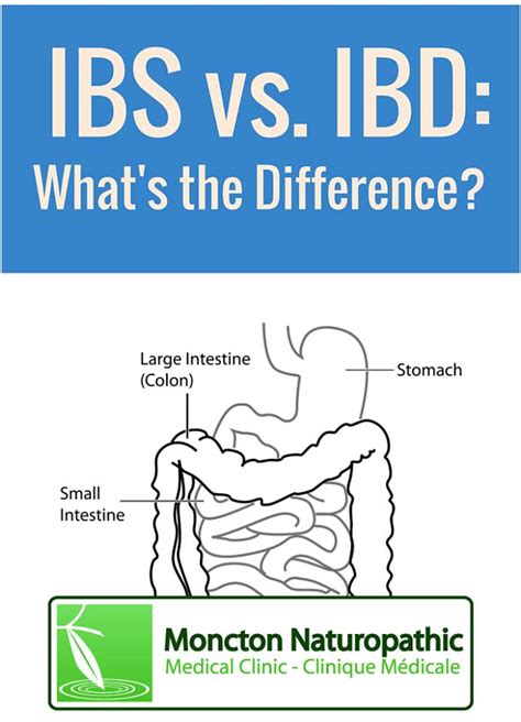 digestive health ibs  ibd  conditions