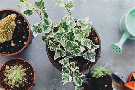 Types Of Climbing Ivy