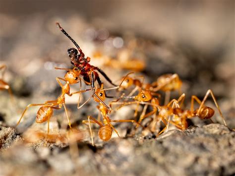 Les Insectes Fourmis Transportent D Autres Insectes Sur La Nourriture