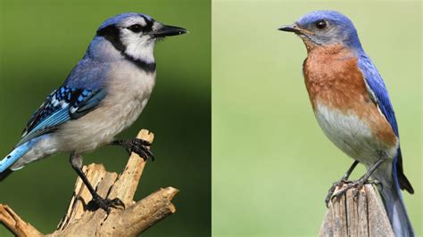 Blue Jay vs Bluebird: A Detailed Guide on Who’s Blue and Who’s Who?