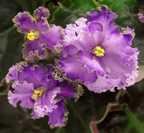 Фиалка На Сладкое Фото – Telegraph