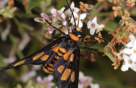 Tiger Moth Ausemade