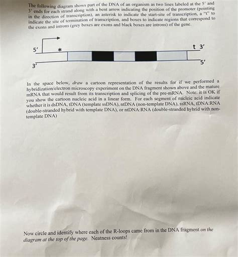 The following diagram shows part of the DNA of an | Chegg.com