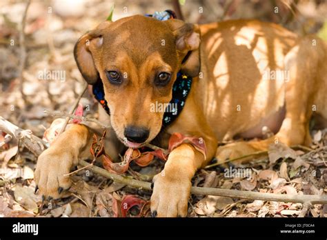 Cutest Brown Puppy