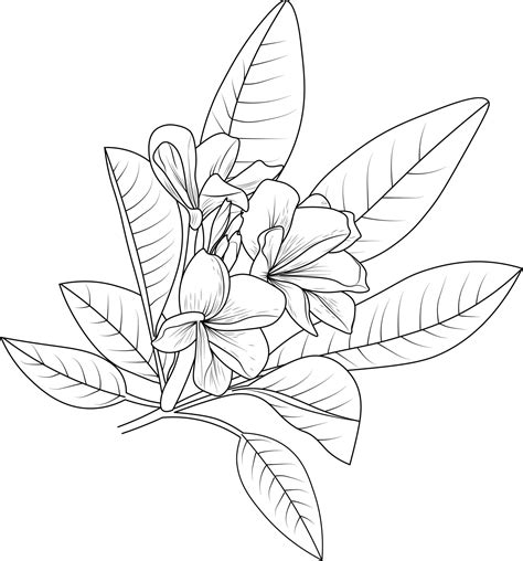 Plumeria Coloring Pages