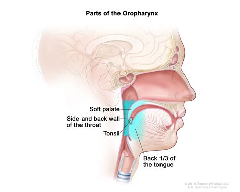 Definition of oropharynx - NCI Dictionary of Cancer Terms - NCI