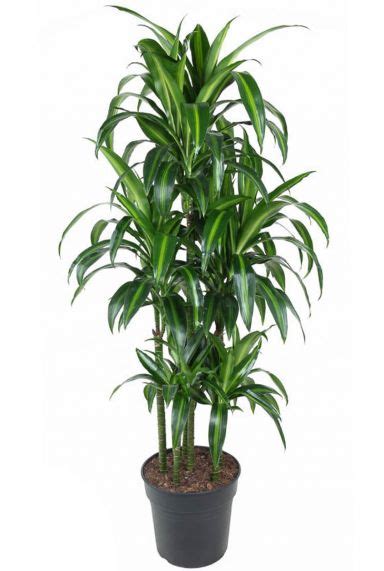 Dracaena Drakenbloedboom Kopen Planten Nl