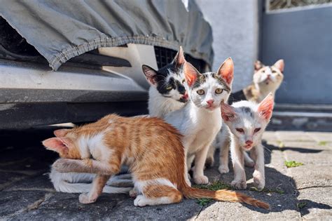 Городские коты | Пикабу