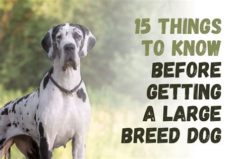 What You Should Know Before Adopting a Large Dog