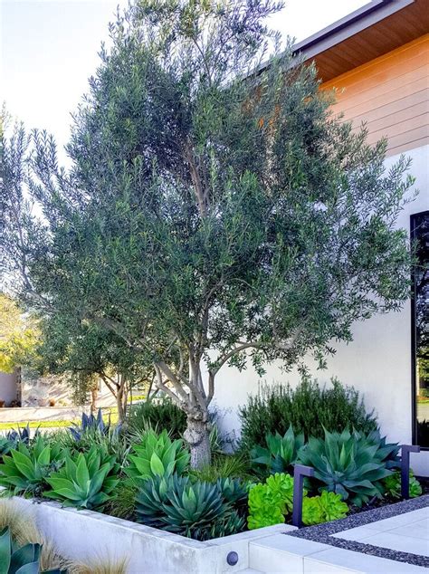 modern green landscape design  beach bungalow  san clemente