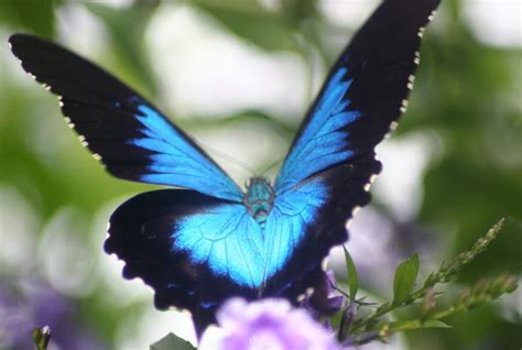 Ulysses Butterfly A Western Australian Wonder Of The Sky