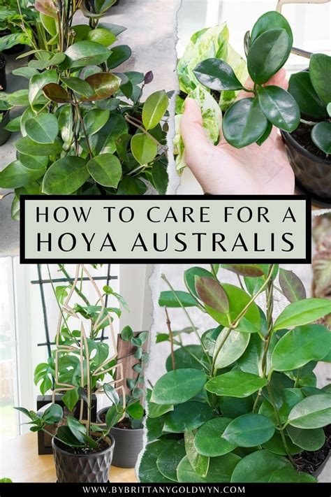 Ways To Get A Hoya Plant To Bloom Artofit