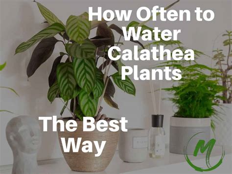 How Often To Water Calathea The Best Way To Water Plants