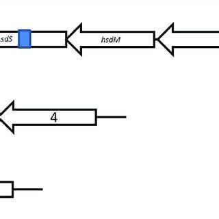 Schematic Representation Of Genetic Organization Schematic Maps Of