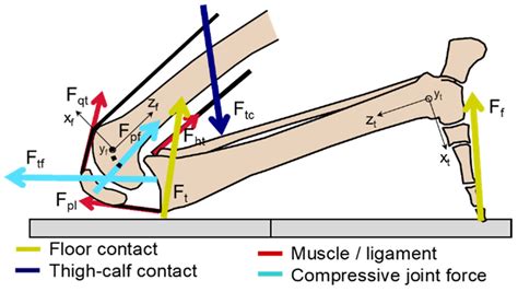 Estimation Of Tibiofemoral And Patellofemoral Joint Forces During