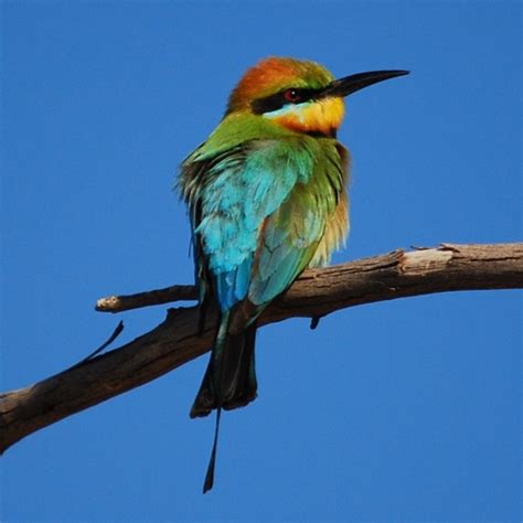 Kakadu Birds By Director Of National Parks
