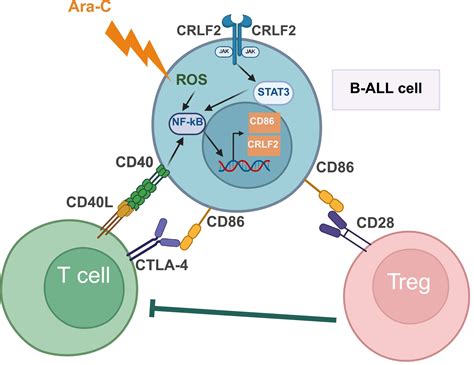 cd  double agent significance  cd expression  bcell
