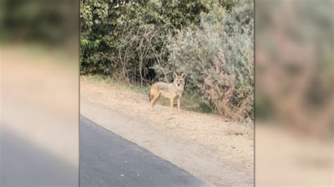 Coyote Pack Attack Dog at Shirley Poe blog