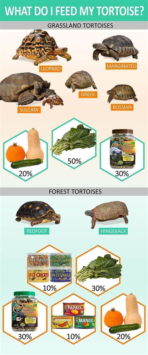 Know What To Feed Your Tortoise Depending On What Type It Is Grassland