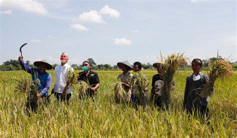 Bawa Jateng Jadi Lumbung Beras Nasional Ganjar Petani Kita Hebat