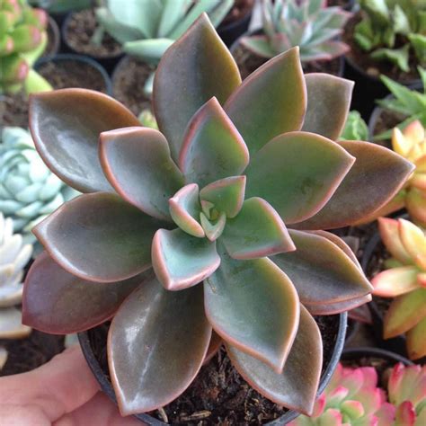 30 Types Of Popular Graptoveria Succulent Pictorial Guide