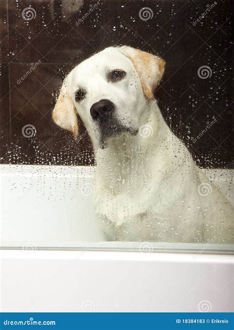 Bath time stock image. Image of hygiene, pedigree, cute - 18384183