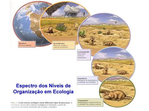 Categoria De Organismo Em Ecologia Que Alimentam De Outros Organismos
