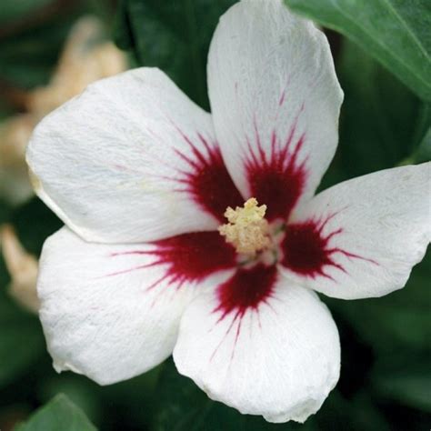 Purple Pillar Rose Of Sharon My Proven Winners Colorchoices