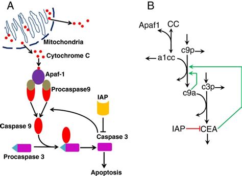 Modeling Heterogeneous Responsiveness Of Intrinsic Apoptosis Pathway Bmc Systems Biology