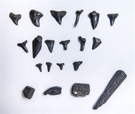 Graveyard Of Fossilized Shark Teeth Found In Indian Ocean