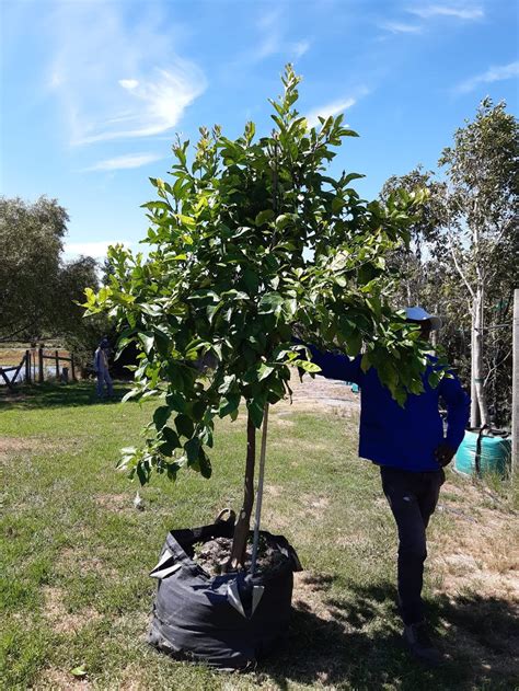 eureka lemon tree 9