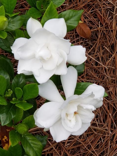 Blanco Florecer Gardenias Foto Gratis En Pixabay Pixabay