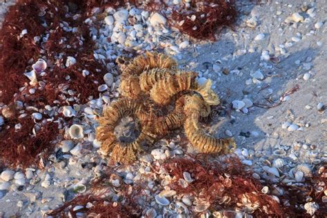 Lightning Whelk Egg Casing Stock Photos Free And Royalty Free Stock