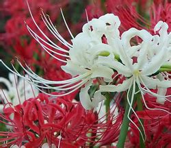 Ликорис Lycoris - уход в домашних условиях