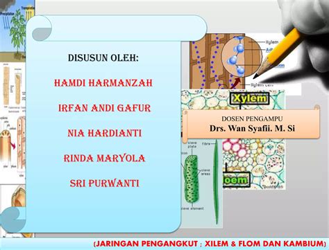 Jaringan Pengangkut Pada Tumbuhan 12