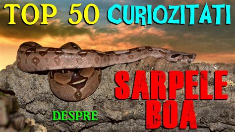 Top 50 Curiozitati Despre Sarpele Boa Youtube