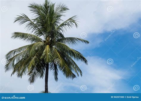 Single Coconut Tree Stock Photo Image Of Cloud Blue 94207300