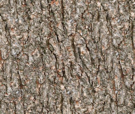 Bark Texture Seamless 21247